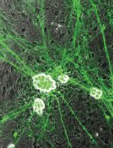 Novel Cross-Species Salivary Gland-Parasympathetic Neuron Coculture System