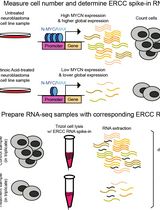 Accurate Measurement of Cell Number–Normalized Differential Gene Expression in Cells Treated With Retinoic Acid