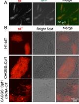 Multiplex Genome Editing of Human Pluripotent Stem Cells Using Cpf1