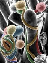 Fast and High-Resolution Imaging of Pollinated Stigmatic Cells by Tabletop Scanning Electron Microscopy