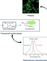 小分子探针用于活细胞氧化应激诱导羰基化成像