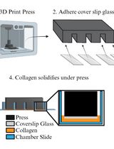Preparing Chamber Slides With Pressed Collagen for Live Imaging Monolayers of Primary Human Intestinal Stem Cells