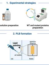 Utilizing the Planar Lipid Bilayer Technique to Investigate Drosophila melanogaster dMpv17 Channel Activity