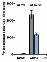 Quantitative Measurement of the Kinase Activity of Wildtype ALPK1 and Disease-Causing ALPK1 Mutants Using Cell-Free Radiometric Phosphorylation Assays