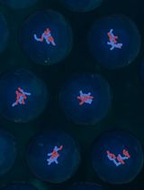 A High-Throughput Droplet-based Method to Facilitate Microbial Conjugation