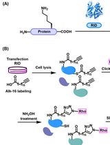 Preparation of Protein Lysates Using Biorthogonal Chemical Reporters for Click Reaction and in-Gel Fluorescence Analysis