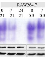 哺乳动物线粒体和胞质顺乌头酸酶的凝胶内活性测定——分区特异性氧化应激与铁状态的替代标志物
