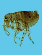 The on-Site Monitoring and Specimen-Making of Ectoparasites on Rodents and Other Small Mammals