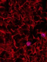 A Simple Staining Method Using Pyronin Y for Laser Scanning Confocal Microscopy to Evaluate Gelatin Cryogels
