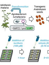 A Microplate-Based Expression Monitoring System for Arabidopsis NITRATE TRANSPORTER2.1 Using the Luciferase Reporter