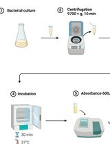 Rapid Method for Estimating Polyhydroxybutyrate Accumulation in Bacteria Using Sodium Hypochlorite