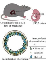 Culture and Characterization of Differentiated Airway Organoids from Fetal Mouse Lung Proximal Progenitors