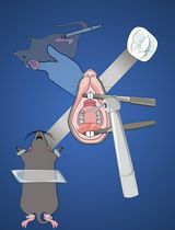 Mouse Model of Lipopolysaccharide (LPS)-Induced Pulpitis
