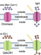 Application of a Dual Optogenetic Silencing-Activation Protocol to Map Motor Neurons Driving Rolling Escape Behavior in Drosophila Larvae