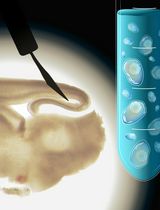 Microdissection and Single-Cell Suspension of Neocortical Layers From Ferret Brain for Single-Cell Assays