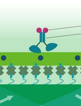 全内反射荧光（TIRF）单分子检测分析驱动蛋白 kinesin 的运动性