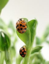 Egg Microinjection for the Ladybird Beetle <em>Harmonia axyridis</em>