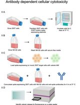 Display of Native SARS-CoV-2 Spike on Mammalian Cells to Measure Antibody Affinity and ADCC