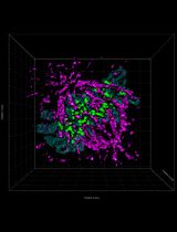 Quantitative Analysis of Kinetochore Protein Levels and Inter-Kinetochore Distances in Mammalian Cells During Mitosis