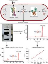An HPLC-based Assay to Study the Activity of Cyclic Diadenosine Monophosphate (C-di-AMP) Synthase DisA from <em>Mycobacterium smegmatis</em>