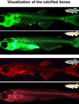 Live Visualization of Calcified Bones in Zebrafish and Medaka Larvae and Juveniles Using Calcein and Alizarin Red S