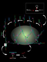 An Autocatalytic Platform Combining a Nonlinear Hybridization Chain Reaction and DNAzyme to Detect microRNA