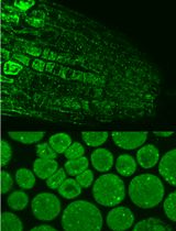 利用免疫荧光法原位检测光合生物中TOR激酶活性
