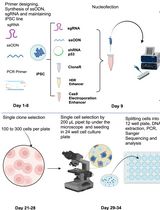 基于CRISPR/Cas9的诱导多能干细胞精确基因组编辑方案