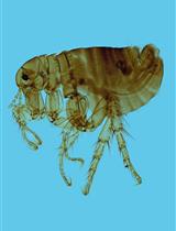 Correction Notice: The on-Site Monitoring and Specimen-Making of Ectoparasites on Rodents and Other Small Mammals