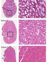 Cryopreservation Method for Preventing Freeze-Fracture of Small Muscle Samples