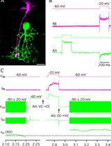 Capacitance Measurements of Exocytosis From AII Amacrine Cells in Retinal Slices