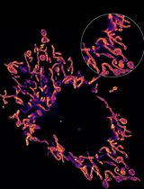 Using HBmito Crimson to Observe Mitochondrial Cristae Through STED Microscopy