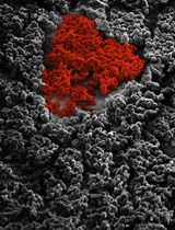 A Novel and Robust Method for Investigating Fungal Biofilm