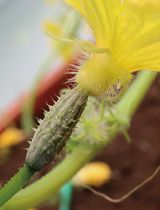 A Highly Efficient System for Separating Glandular and Non-glandular Trichome of Cucumber Fruit for Transcriptomic and Metabolomic Analysis