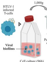 从慢性感染HTLV-1的T细胞中分离病毒生物膜及其完整性分析
