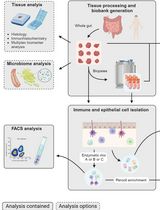 Protocol for Immune Cell Isolation, Organoid Generation, and Co-culture Establishment from Cryopreserved Whole Human Intestine