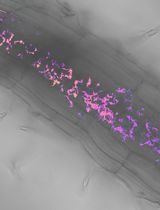 Utilizing FRET-based Biosensors to Measure Cellular Phosphate Levels in Mycorrhizal Roots of <em>Brachypodium distachyon</em>