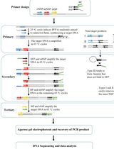 Protocol to Retrieve Unknown Flanking DNA Using Fork PCR for Genome Walking