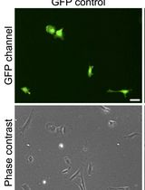An Efficient Method for Immortalizing Mouse Embryonic Fibroblasts by CRISPR-mediated Deletion of the Tp53 Gene
