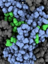 Using Protein Painting Mass Spectrometry to Define Ligand Receptor Interaction Sites for Acetylcholine Binding Protein
