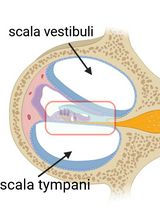 Cochlear Organ Dissection, Immunostaining, and Confocal Imaging in Mice