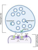 Mouse-derived Synaptosomes Trypsin Cleavage Assay to Characterize Synaptic Protein Sub-localization