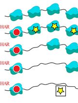 Flow-based In Vivo Method to Enumerate Translating Ribosomes and Translation Elongation Rate