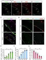 FlashTag-mediated Labeling for Intraventricular Macrophages in the Embryonic Brain