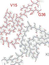 High-resolution Cryo-EM Structure Determination of a-Synuclein&mdash;A Prototypical Amyloid Fibril