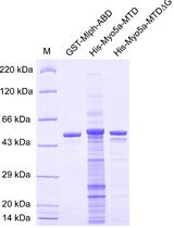 利用微量热泳技术(MST)测定肌球蛋白5a与其亲核蛋白的解离常数