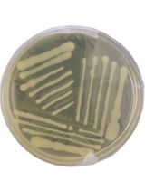 Simple and Fail-safe Method to Transform Miniprep Escherichia coli Strain K12 Plasmid DNA Into Viable Agrobacterium tumefaciens EHA105 Cells for Plant Genetic Transformation