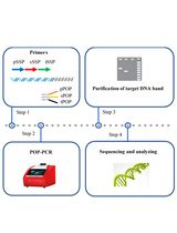 Protocol to Identify Unknown Flanking DNA Using Partially Overlapping Primer-based PCR for Genome Walking