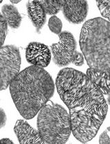 Isolation of Intact Mitochondria From <em>Drosophila melanogaster</em> and Assessment of Mitochondrial Respiratory Capacity Using Seahorse Analyzer