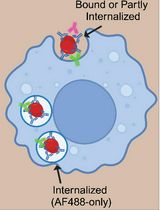 Using the <em>Sleeping Beauty</em> Transposon System for Doxycycline-inducible Gene Expression in RAW264.7 Macrophage Cells to Study Phagocytosis
